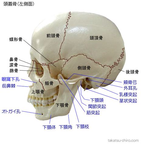 頭的骨頭|顱骨